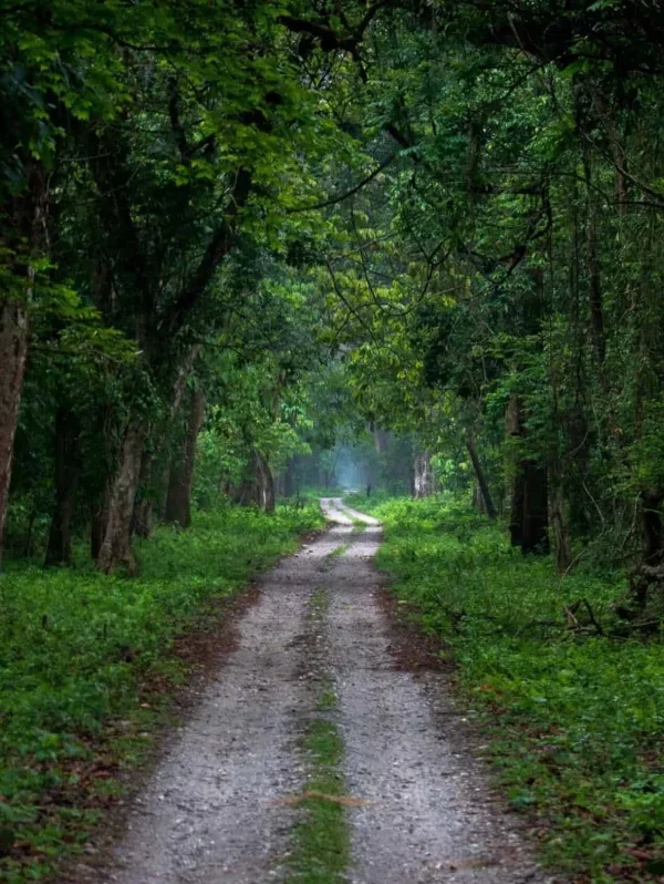 Gorumara