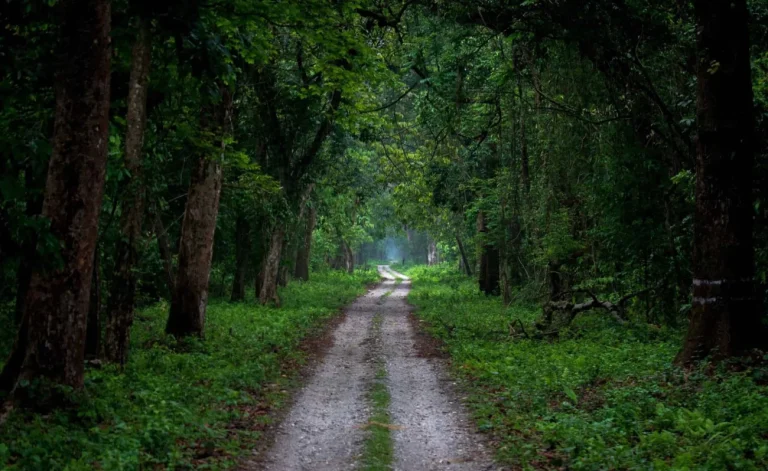 Gorumara